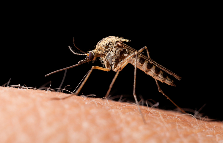 Tuổi thọ của muỗi và sự nguy hiểm của loài 